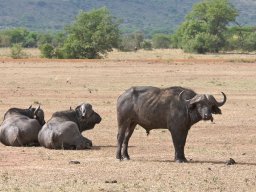 Western_Corridor2009-47